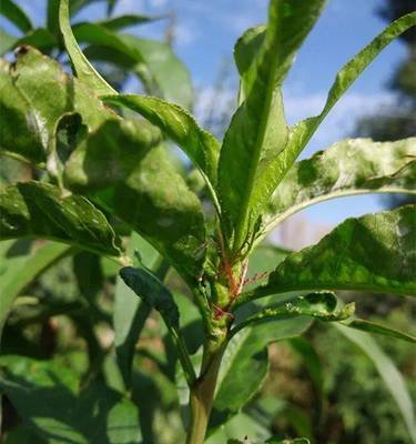 桃树白粉病防治方法