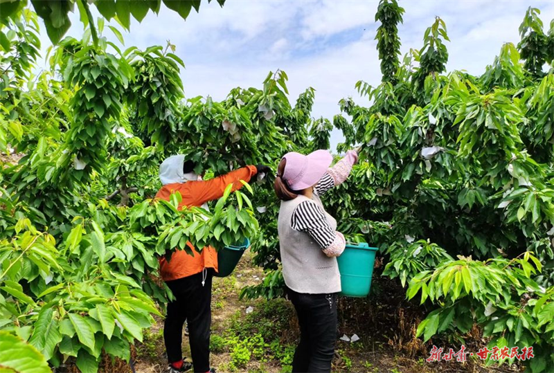 麦积区新阳镇胡家大庄村：初夏樱桃喜丰收 线上线下销售忙