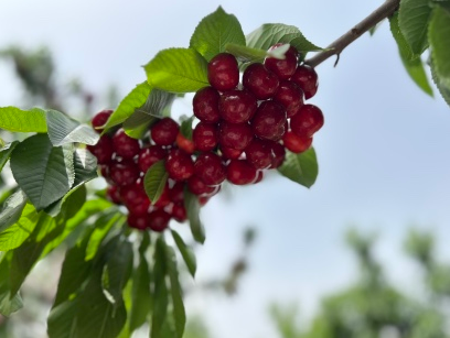 樱桃采摘后要防这些病虫害