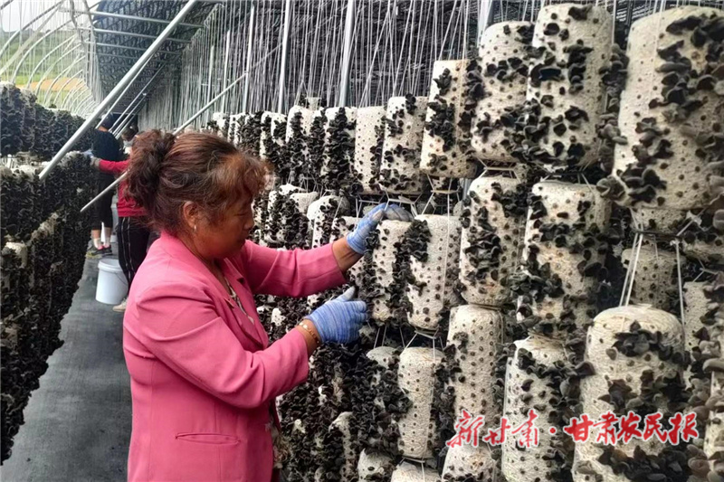 渭源县：木耳种植托起&ldquo;致富梦&rdquo;
