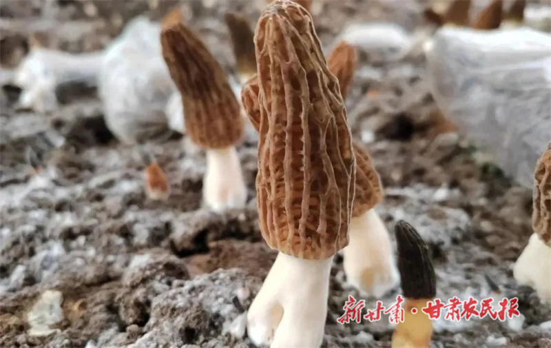 天祝县：小蘑菇开出&ldquo;致富花&rdquo;