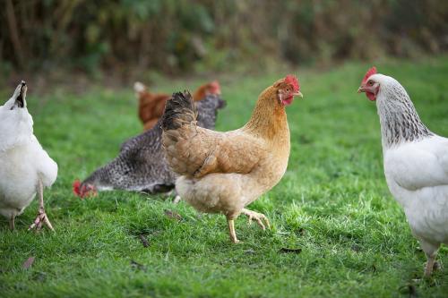 夏季养鸡户如何防范鸡痘
