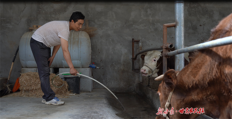 静宁：做好牛产业 拓宽致富路