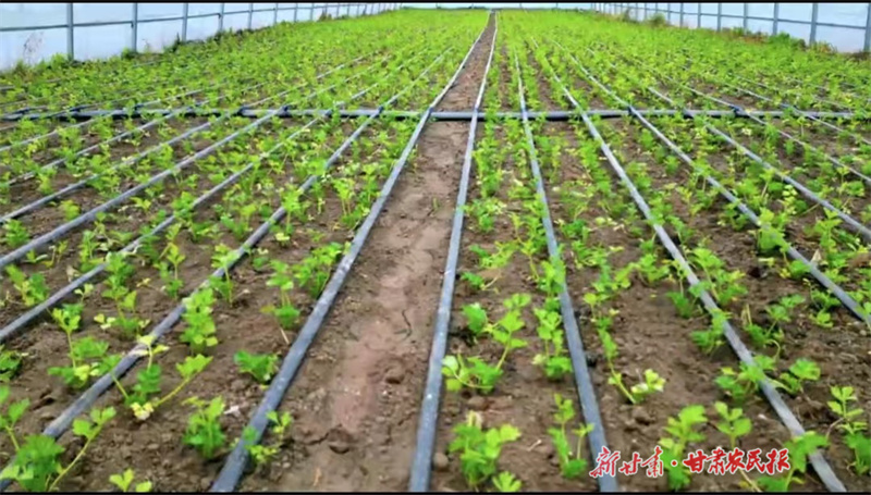 静宁：生态循环农业 走出致富新路子