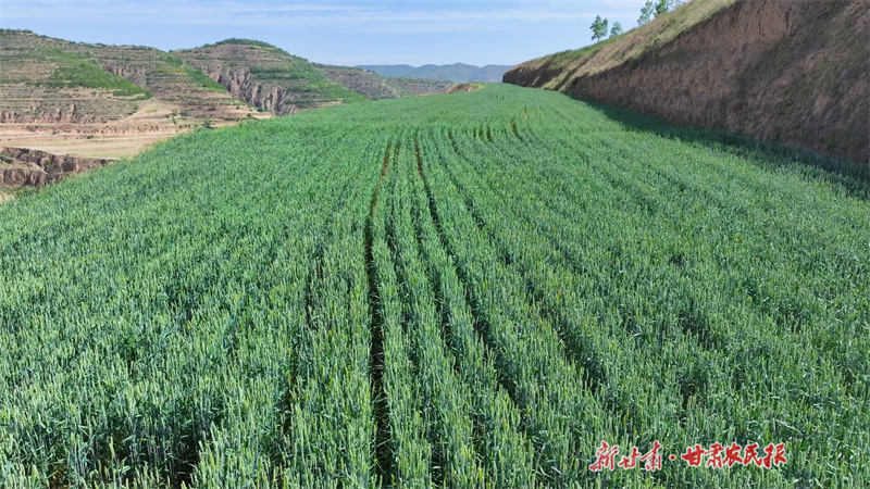 静宁：小麦长势良好 夏粮丰收在望