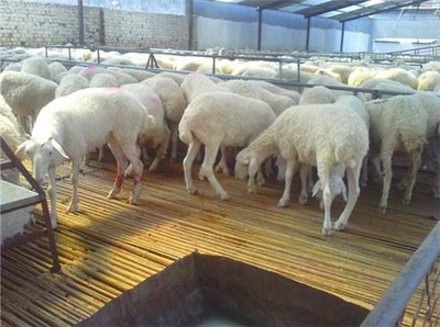 羊得了膀胱麻痹症怎么办？