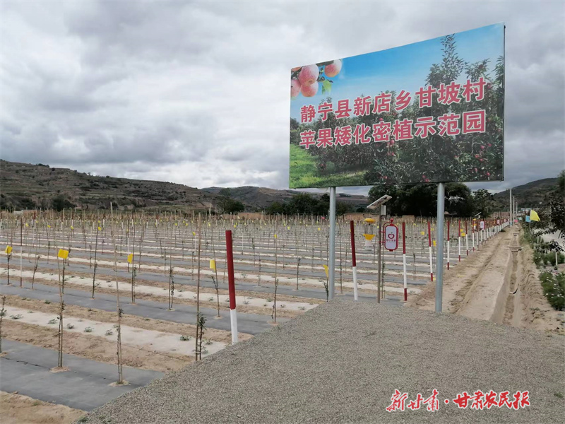 静宁：奏响果园管理“三步曲”