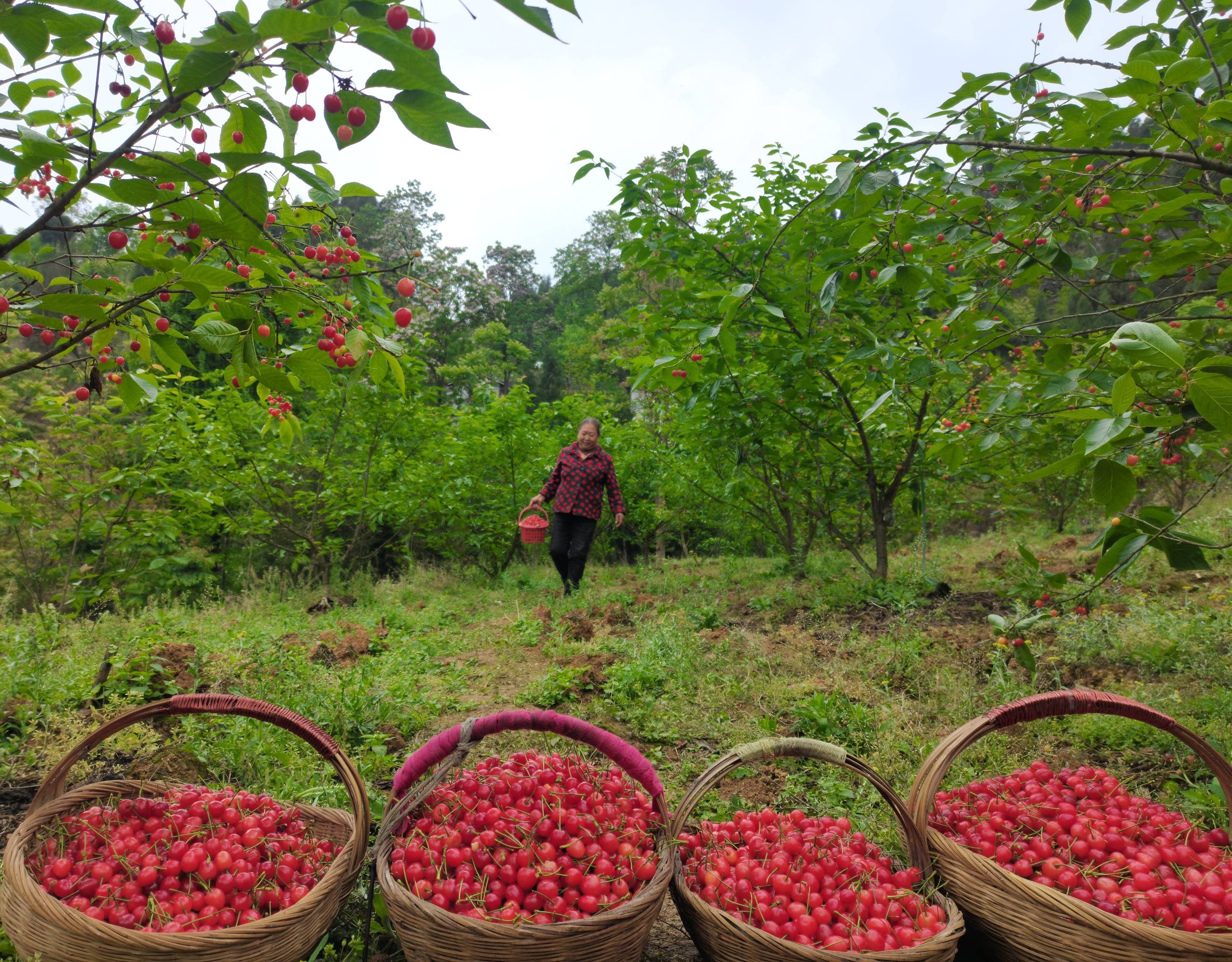 樱桃采摘后 细菌性穿孔病咋防治
