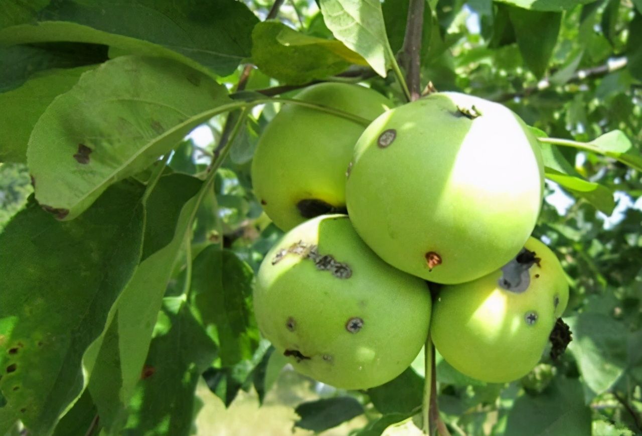 苹果黑星病如何识别与防控