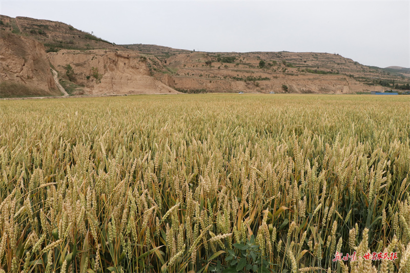 甘谷礼辛镇：不误农时夏管忙 精耕细作保丰收