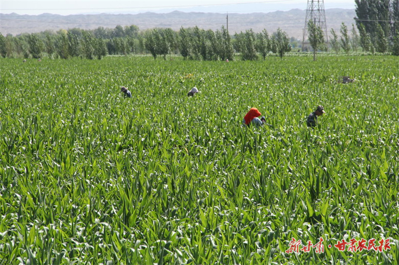 农田的经营之道&mdash;&mdash;高台县实施土地经营创新突破行动探析