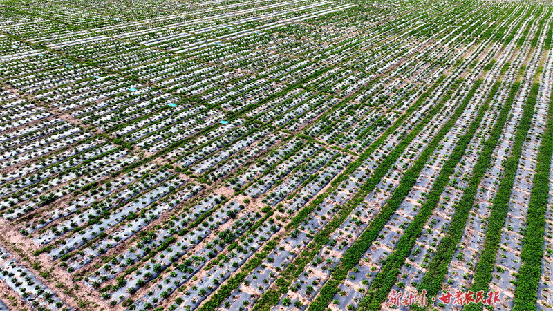 从“一棵药草”到“一剂药方”——看庄浪县中药材产业链发展之路