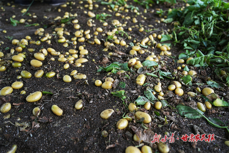 静宁：种薯喜丰收采收忙