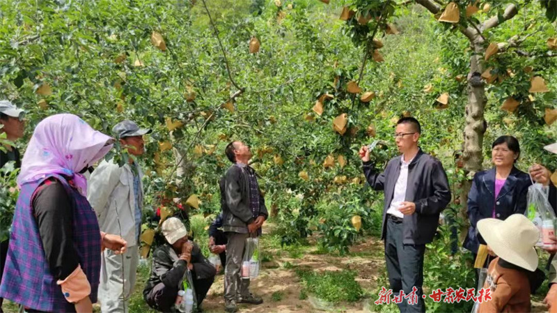 静宁：夏日果园勤管护 当年稳产又增收