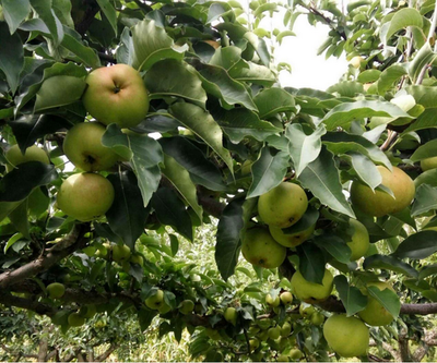 幼果膨大期梨园管理抓三点

