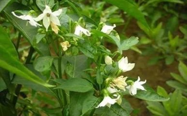 如何防止辣椒不坐果