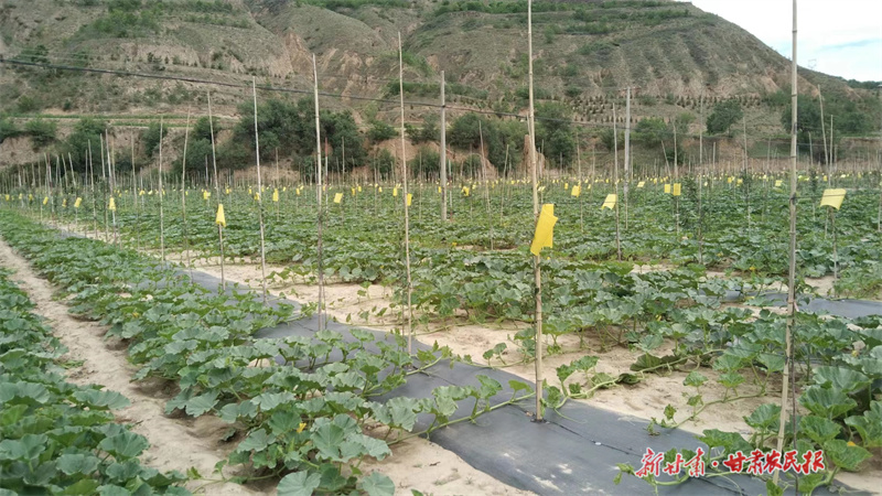 静宁：特色南瓜种出“甜”生活