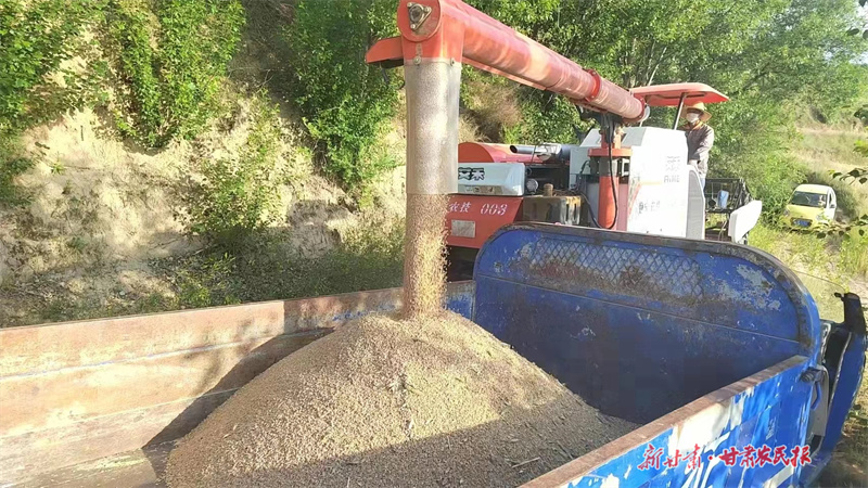 静宁：小麦“喜”开镰   麦浪滚滚“丰”