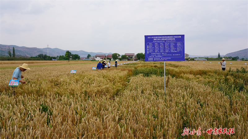 静宁：小麦成熟季良种显优势