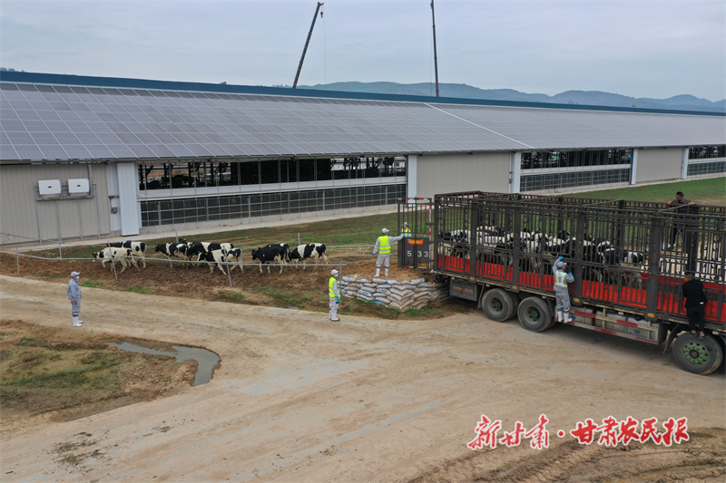 牛儿"喜迁新居"