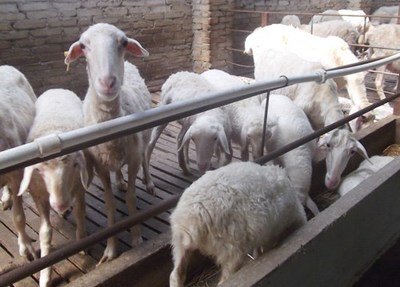 暴雨过后，肉羊如何饲养管理
