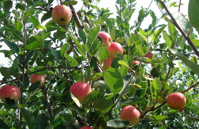 七八月如何判断果树长势
