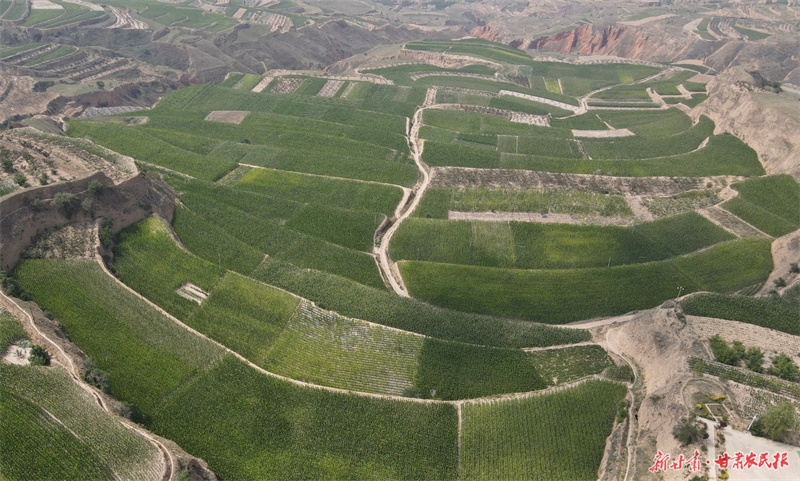 甘谷谢家湾乡：七千亩玉米筑基石 复合种植促增收