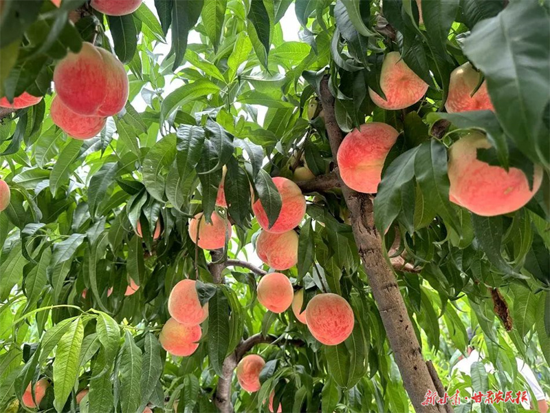 麦积区元龙镇：瓜果飘香振兴路 果农喜迎丰收季