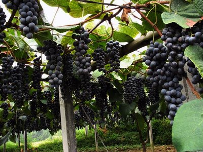 葡萄斑蛾如何防治?
