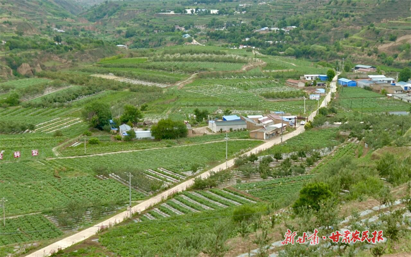 静宁：果树“推陈出新”奔“钱”景