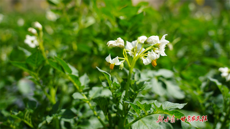 静宁：洋芋花开产业“丰”