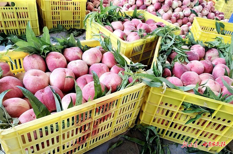 ​麦积区伯阳镇：鲜桃丰收卖得俏