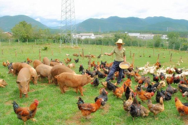 畜禽养殖如何应对高温天气