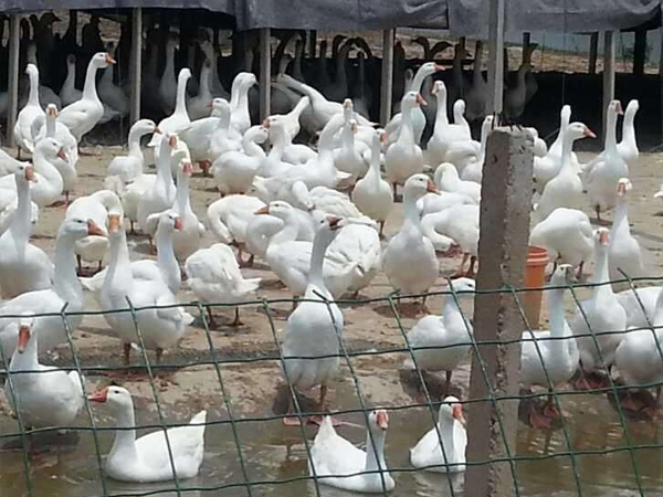 夏季养鸭“九注意”
