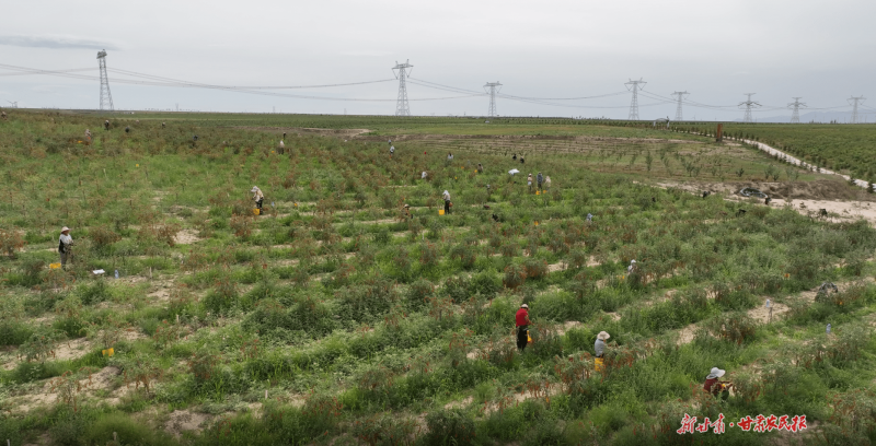 国内规模较大的有机枸杞种植园区亮相第六届甘肃&middot;靖远枸杞采摘节