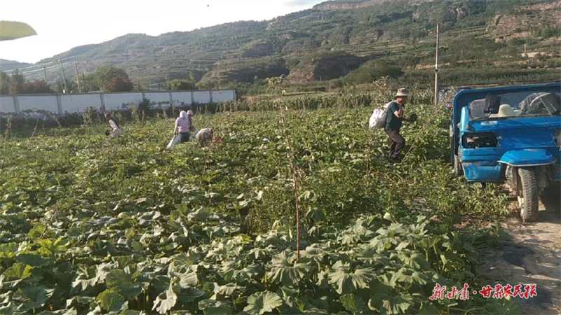 静宁：板栗南瓜成群众增收“金元宝”
