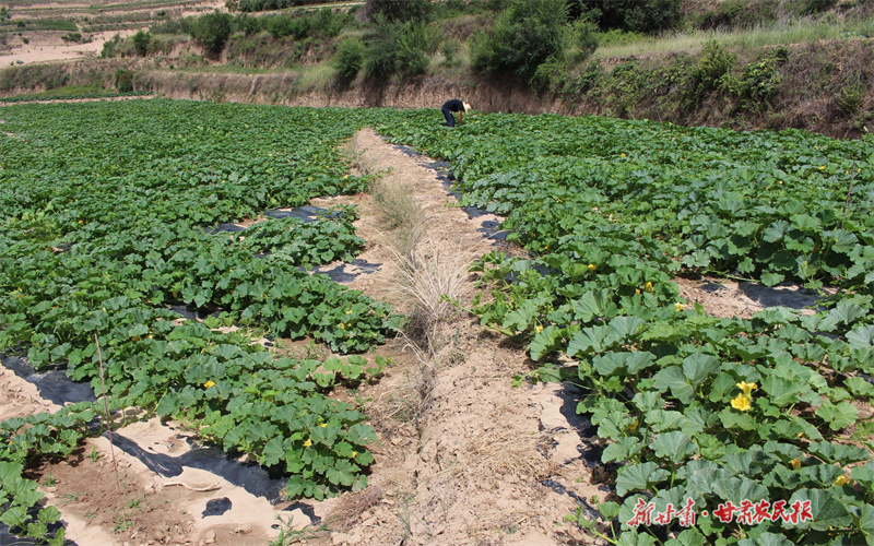 “鲜”上市！庄浪金丝南瓜丰收