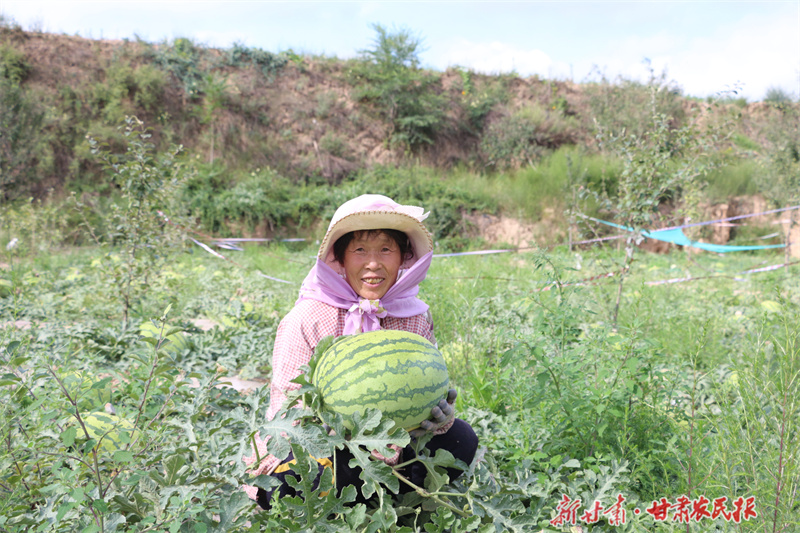 &ldquo;甜蜜&rdquo;产业，让静宁百姓增收劲头足