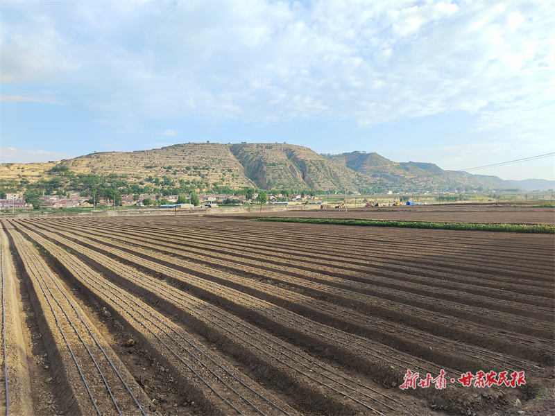 庄浪：念活药材“致富经”