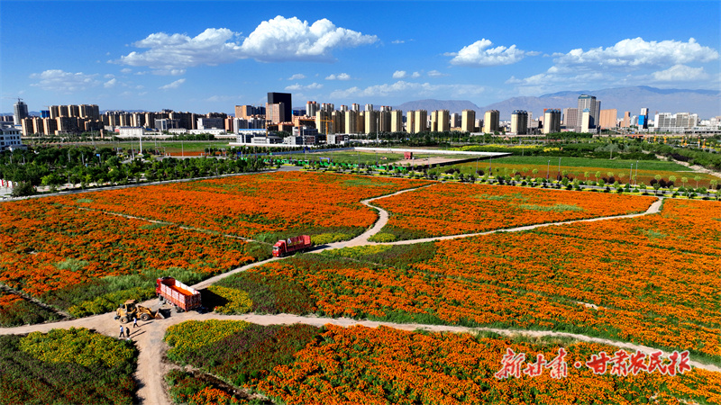 万寿菊种植基地