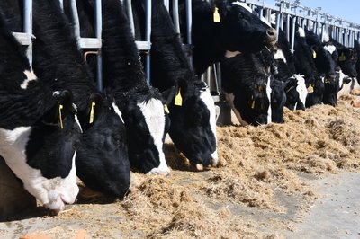 夏秋交季，谨防奶牛两种传染病