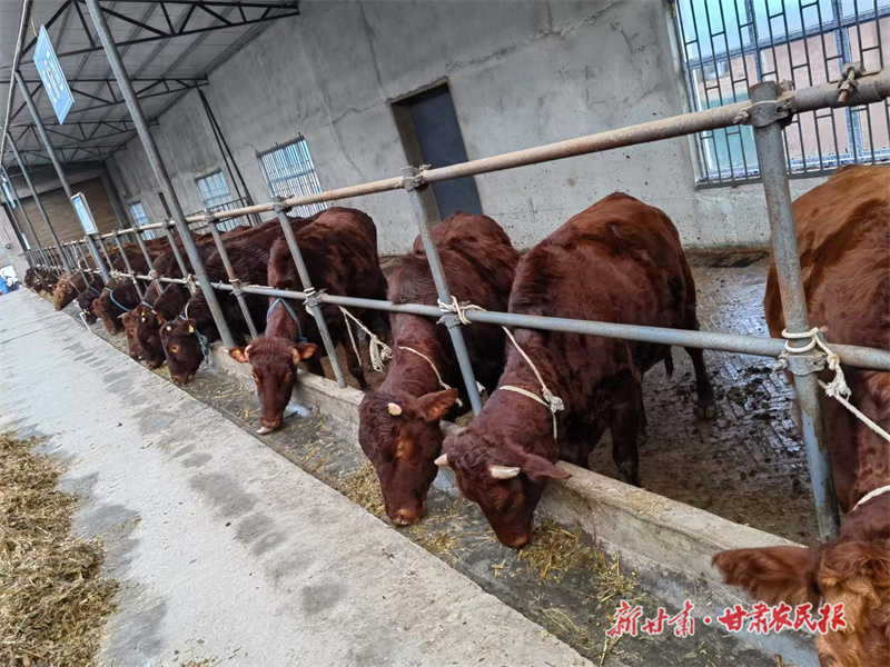 庄浪：做强“牛经济”犇向“牛日子”