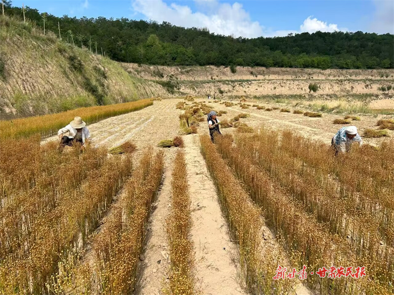 好“丰”景！静宁胡麻收割忙，农家乐启镰