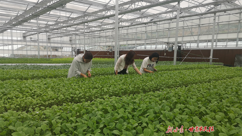 ​全链领航！庄浪“蔬”写乡村振兴路