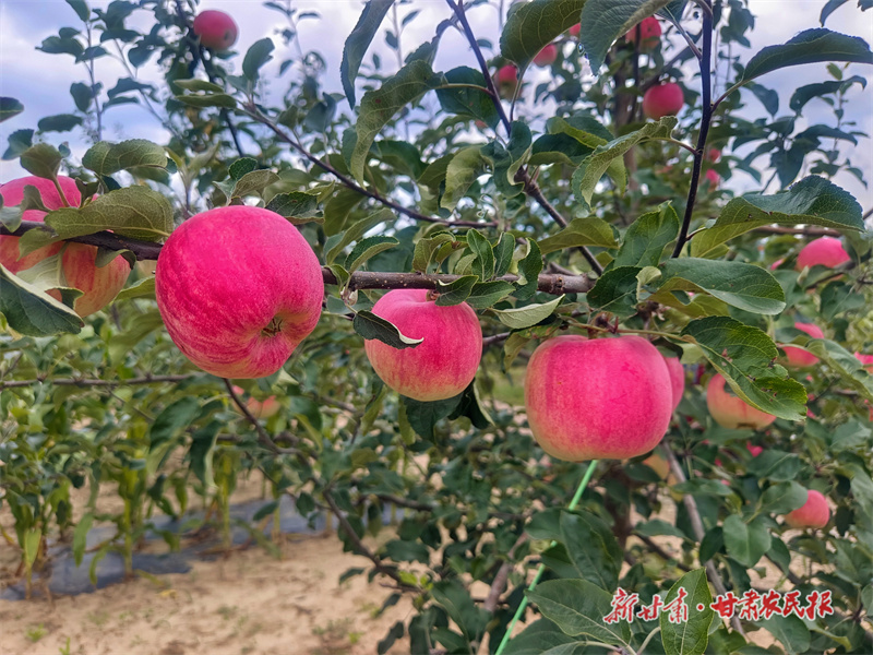 抢“鲜”上市！庄浪早熟苹果俏枝头
