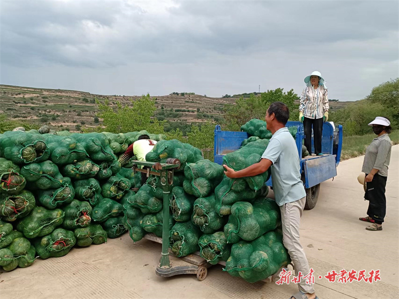 庄浪：订单南瓜收获忙