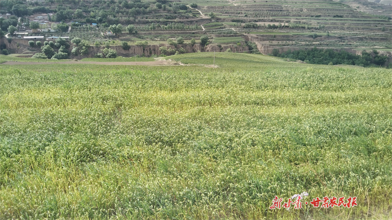 静宁：“以秋补夏”保产粮促增收