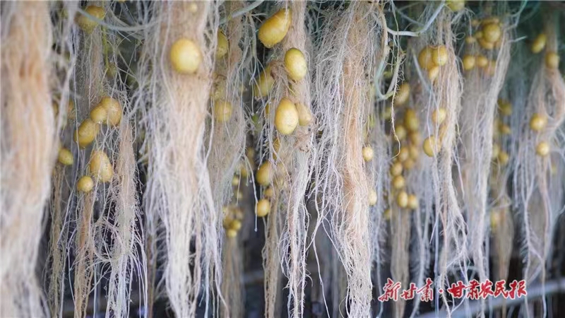 打好区域特色优势牌 打造种业发展新高地&mdash;&mdash;定西市建成百亿级种子种业产业链