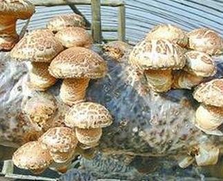 袋栽香菇越夏管理要点