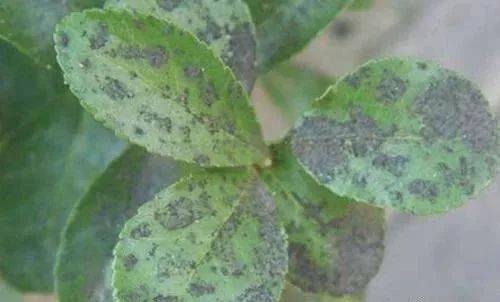 梨煤污病应该怎么防治？
